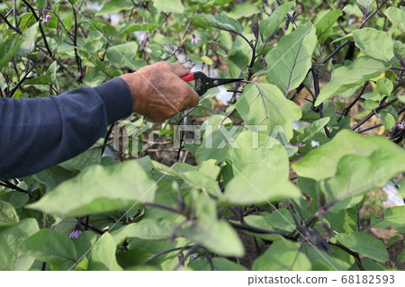 Care of autumn eggplant 68182593