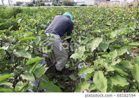 Care of autumn eggplant 68182594