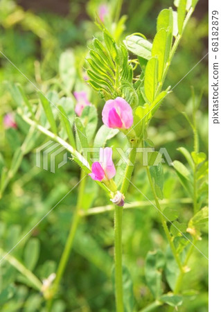 Yahazu pea weed grass plant 68182879