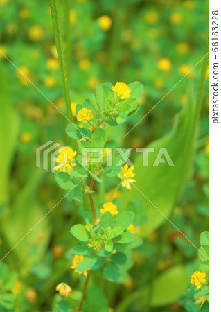 點擊三葉草雜草草花植物 68183228