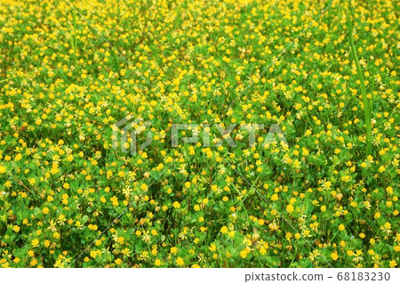 Clicks clover weed grass flower plant 68183230