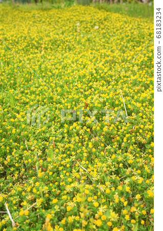 Clicks clover weed grass flower plant Clicks clover weed grass flower plant 68183234