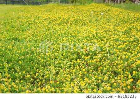 點擊三葉草雜草草花植物 68183235