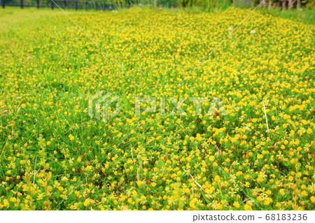 點擊三葉草雜草草花植物 點擊三葉草雜草草花植物 68183236