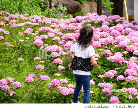 Nara Prefecture Ikomasan Ikomasanjo Amusement Park Hydrangea and children (summer) Nara Prefecture Ikomasan Ikomasanjo Amusement Park Hydrangea and children (summer) 68183669