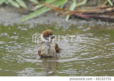 Sparrow to bathe 68183750