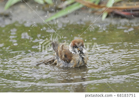 Sparrow to bathe 68183751