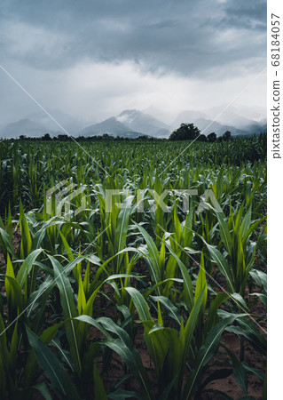 Rice fields Water in rice fields before planting 68184057