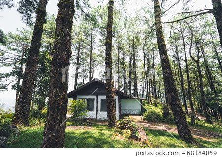 In the forest and green trees in the daytime 68184059