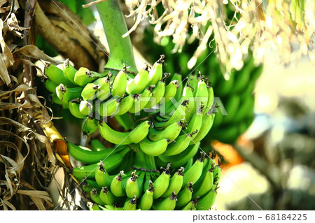 Okinaerabu Island Island Banana Okinaerabu Island Island Banana 68184225