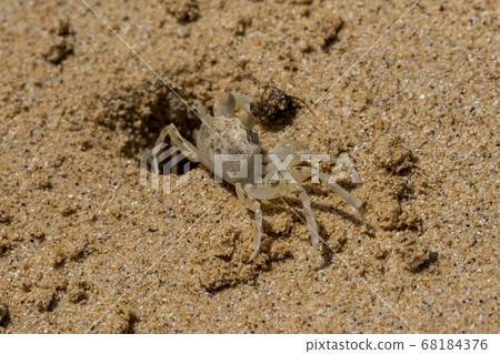 crab, beach, crustacean 68184376