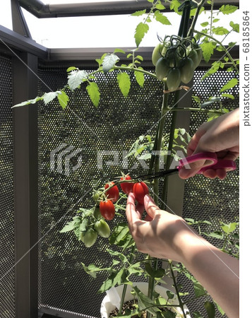 Tomato harvest Tomato harvest 68185864