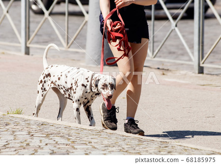 young woman with her dog walking on the sidewalk young woman with her dog walking on the sidewalk 68185975