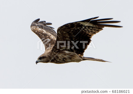 風箏 風箏 68186021