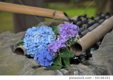 Rainy season Hydrangea Myorakuji 68186381