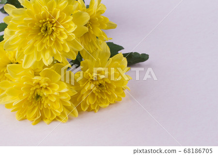 Close up blossoming yellow flowers on a white background. 68186705