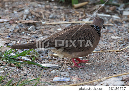 bird, pigeon, dove 68186717