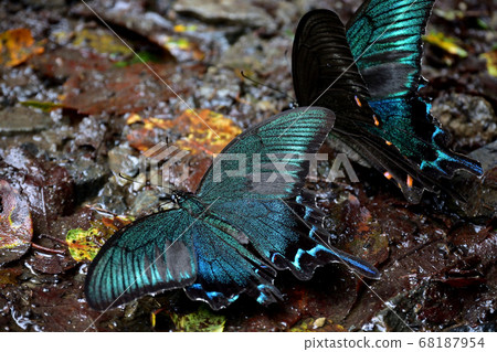 吸水的烏鴉 68187954