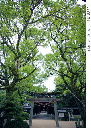 吉岡公園的鮮綠色 68188234