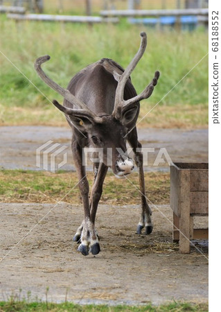 Reindeer (Horonobe Town, Hokkaido, Reindeer Ranch) Reindeer (Horonobe Town, Hokkaido, Reindeer Ranch) 68188552