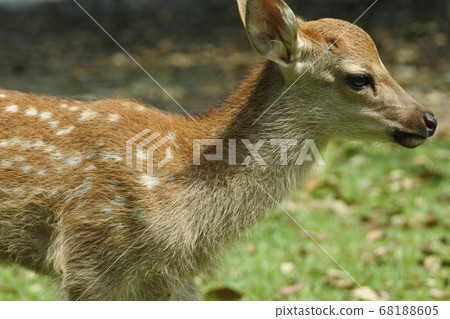梅花鹿小鹿輪廓和斑點背部特寫 68188605