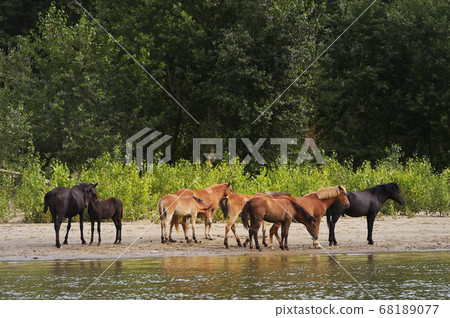 A Herd Of Wild Horses in Forest near Danube River A Herd Of Wild Horses in Forest near Danube River 68189077
