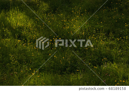 Wild Yellow Flowers and Sunlights 68189158