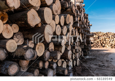Stack of wood logs. Wood storage for industry. Felled tree trunks. Panorama of firewood cut tree trunk logs stacked prepared. Deforestation for Industrial production. Stack of wood logs. Wood storage for industry. Felled tree trunks. Panorama of firewood cut tree trunk logs stacked prepared. Deforestation for Industrial production. 68189549