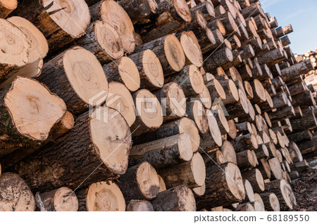 Freshly cut tree wooden logs piled up. Wood storage for industry. Felled tree trunks. Panorama of firewood cut tree trunk logs stacked prepared. Deforestation for Industrial production. Freshly cut tree wooden logs piled up. Wood storage for industry. Felled tree trunks. Panorama of firewood cut tree trunk logs stacked prepared. Deforestation for Industrial production. 68189550