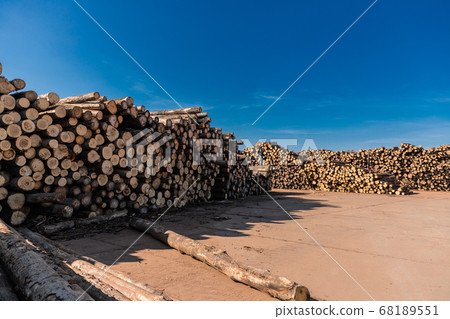 Woodworking factory. Tree wooden logs. Wood storage for industry. Felled tree trunks. Panorama of firewood cut tree trunk logs stacked prepared. Deforestation for Industrial production. Woodworking factory. Tree wooden logs. Wood storage for industry. Felled tree trunks. Panorama of firewood cut tree trunk logs stacked prepared. Deforestation for Industrial production. 68189551