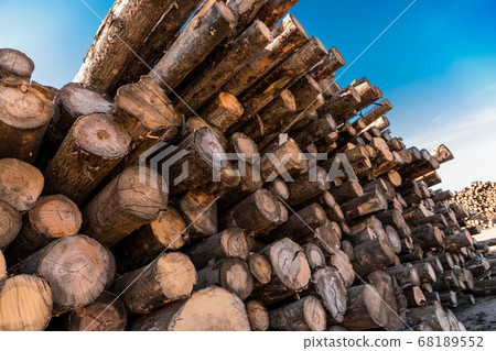 Freshly cut tree wooden logs piled up. Wood storage for industry. Felled tree trunks. Firewood cut tree trunk logs stacked prepared. Deforestation for Industrial production. Freshly cut tree wooden logs piled up. Wood storage for industry. Felled tree trunks. Firewood cut tree trunk logs stacked prepared. Deforestation for Industrial production. 68189552