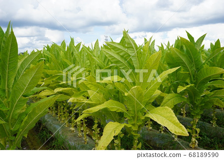 Many tobacco growers in the north of the prefecture 68189590