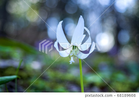 White flowers White flowers 68189608