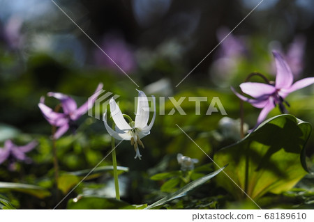 白花 白花 68189610