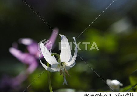 White flowers 68189611