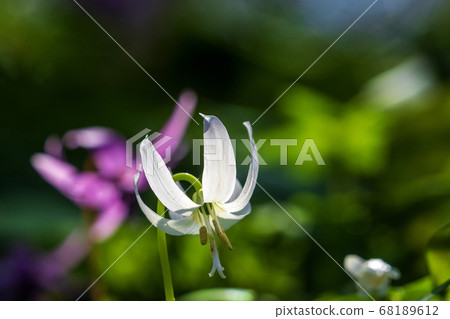 白花 白花 68189612