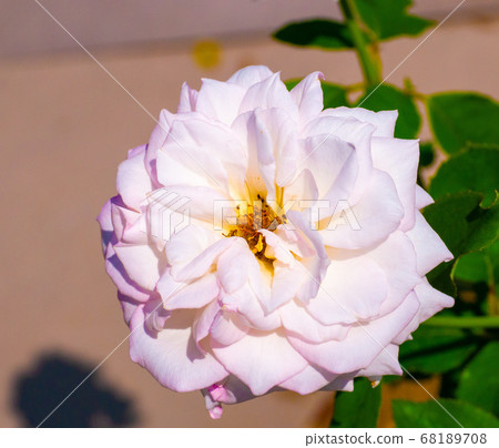 rose rose 68189708