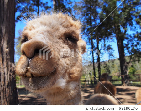 Alpaca Alpaca 68190170