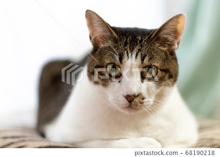 A cat staring at a pheasant cat 68190218