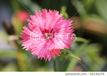 石竹粉紅色的花朵盛開在花園的花壇裡 68190276