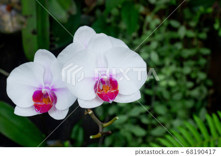Beautiful white orchid flower in tropical garden. Thai white orchids floral on green leaf background. Selective focus. Beautiful white orchid flower in tropical garden. Thai white orchids floral on green leaf background. Selective focus. 68190417