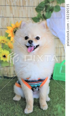 博美犬夏天圖像照片 68190535