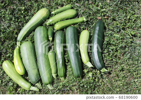 Ripe green zucchini on the grass Ripe green zucchini on the grass 68190600
