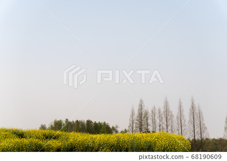 楊樹和油菜花 楊樹和油菜花 68190609