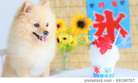 Shaved ice and dog Shaved ice and dog 68190787