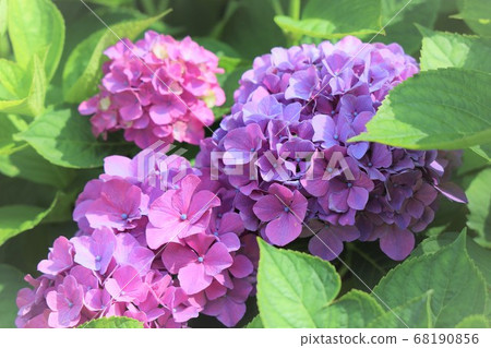 Murasaki's hydrangea Murasaki's hydrangea 68190856