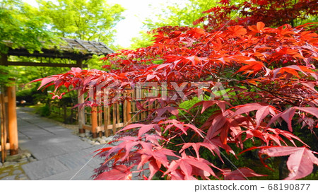 Entrance 1266 of Japanese garden with fresh green and autumn leaves Entrance 1266 of Japanese garden with fresh green and autumn leaves 68190877