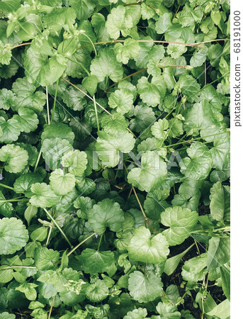 Background made of fresh wet green leaves Background made of fresh wet green leaves 68191000