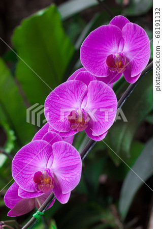Beautiful violet orchid flower in tropical garden. Thai purple orchids floral on green leaf background. Selective focus. Beautiful violet orchid flower in tropical garden. Thai purple orchids floral on green leaf background. Selective focus. 68191132