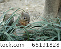 Squirre 68191828